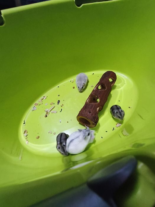 Джунгарики хомяки