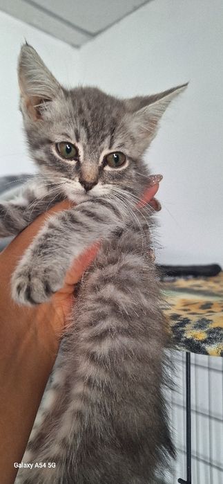 В добрые руки котята