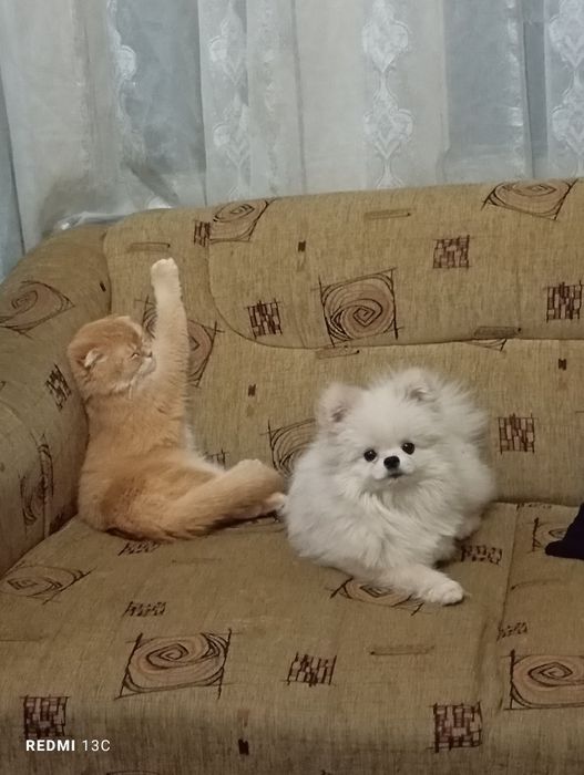 Срочно Померанский шпиц мальчик