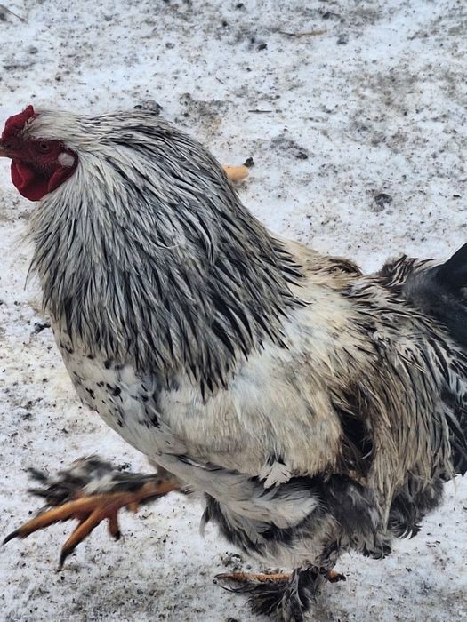 Cocoși tineri din primăvară.