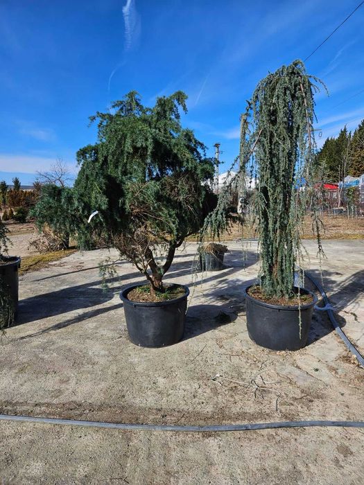 Maslin  bonsai   plante decorative