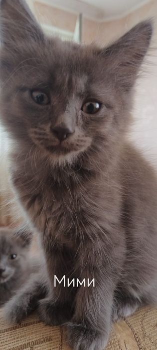 Продаются породистые котята