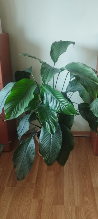 Цвете Спатефилиум