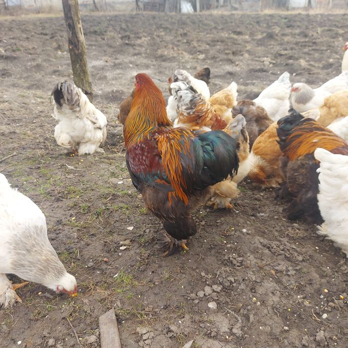Cocoși și găini Brahma 10 luni – talie mare, pentru reproducere