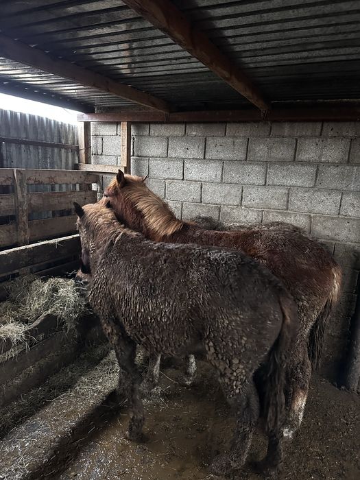 Жеребцы құнан соғым