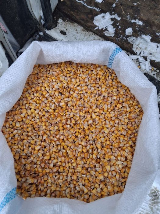 Vand porumb semi-sticloase 1 leu kg