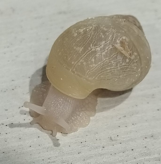 Улитки Ахатины, 2 месяца