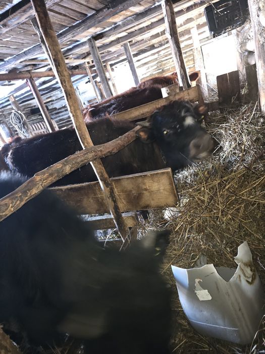 Продам два бычка