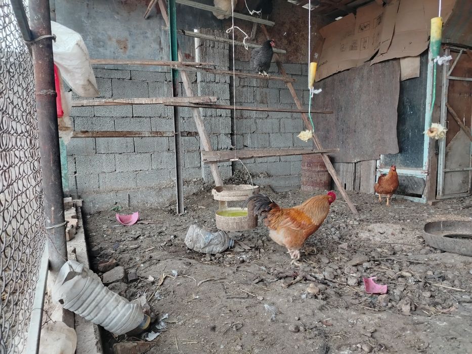 Продаётся петух  шустрый