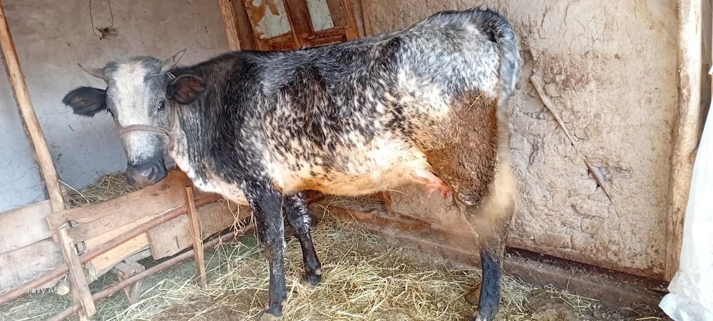 Ona-bola sigir sotildi