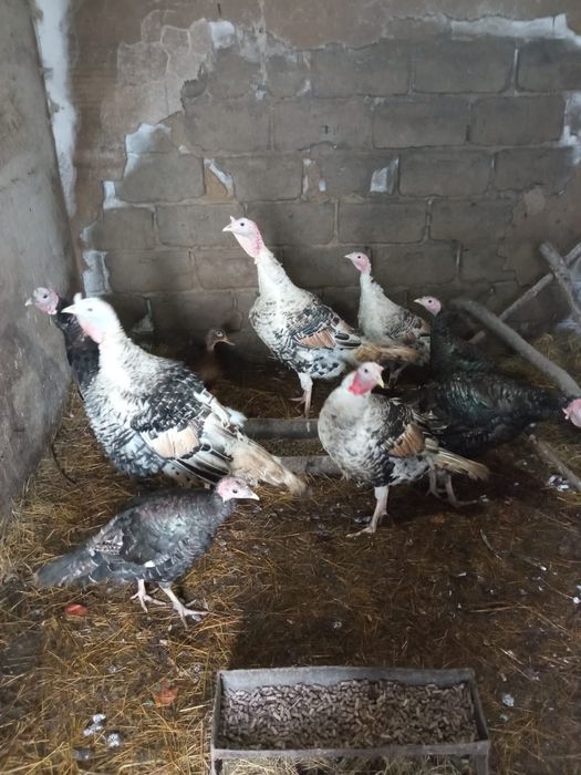 Индюки Молодые домашние