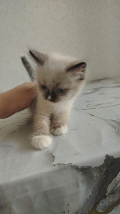 Отдам котят бесплатно
