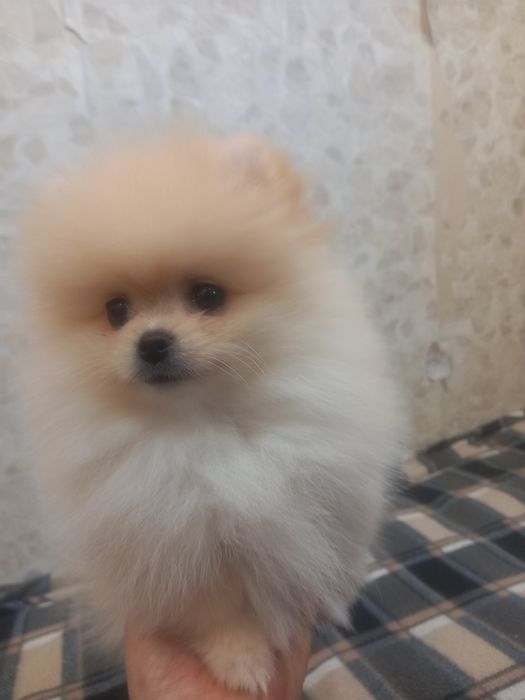 Щенки цверг шпица, мальчик и девочка