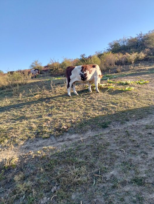 Taur de vânzare Bălțată Românească