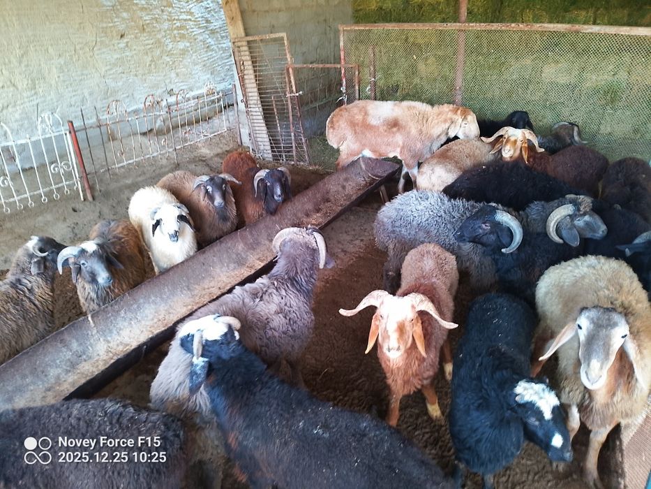 Tōy va marosimlar uchun.