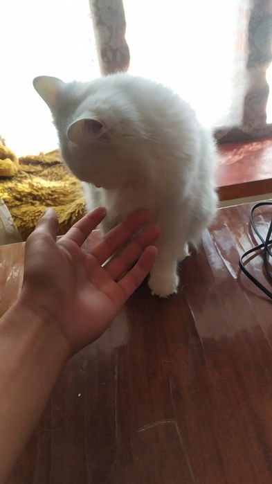 Продается Мейн-кун