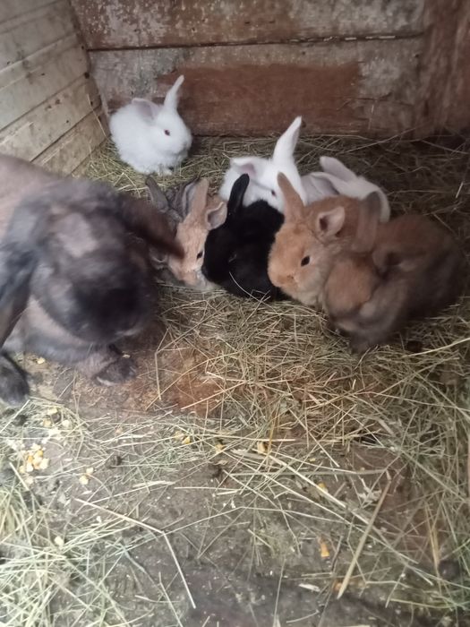 Vând 10pui la o lună sau schimb cu rațe