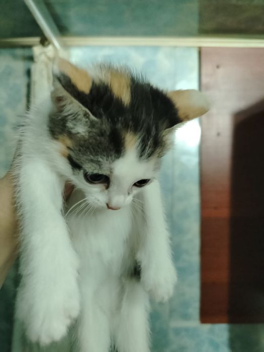 Котята девчата. домашние