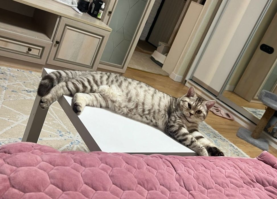 Кот британец 3 года