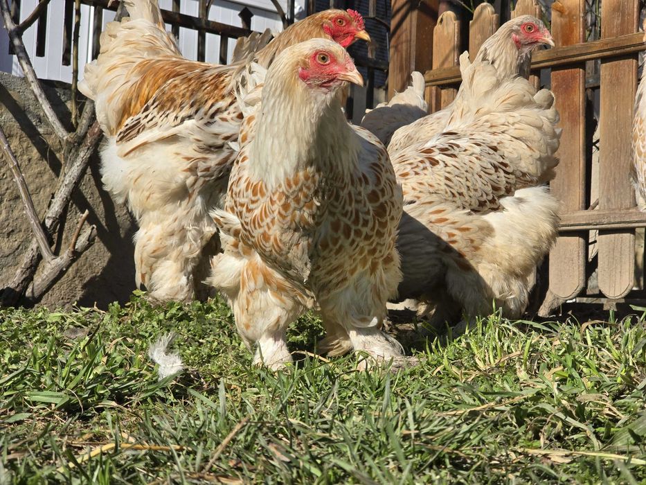 Продавам разплодни яйца от Бяло златна Брама [White gold Brahma]