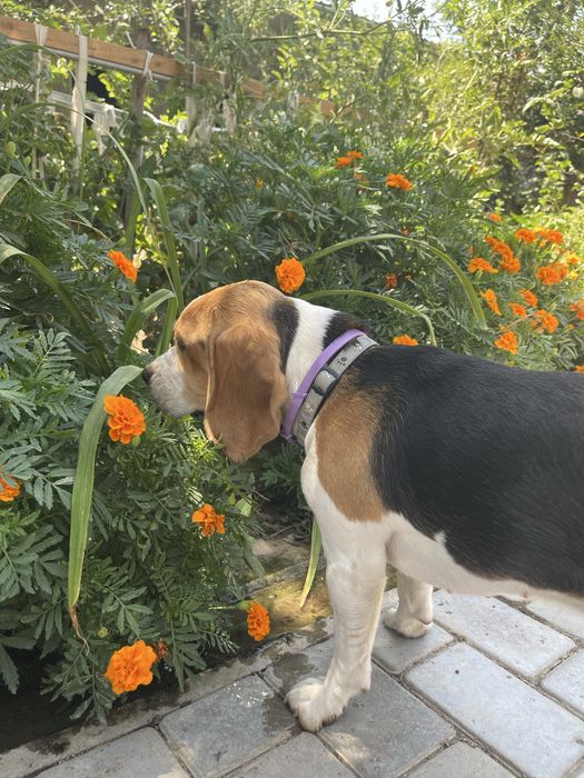 Вязка. Бигль.Ищем жениха для вязки.