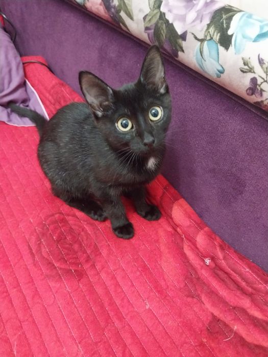 Котенок Воробушек в добрые руки