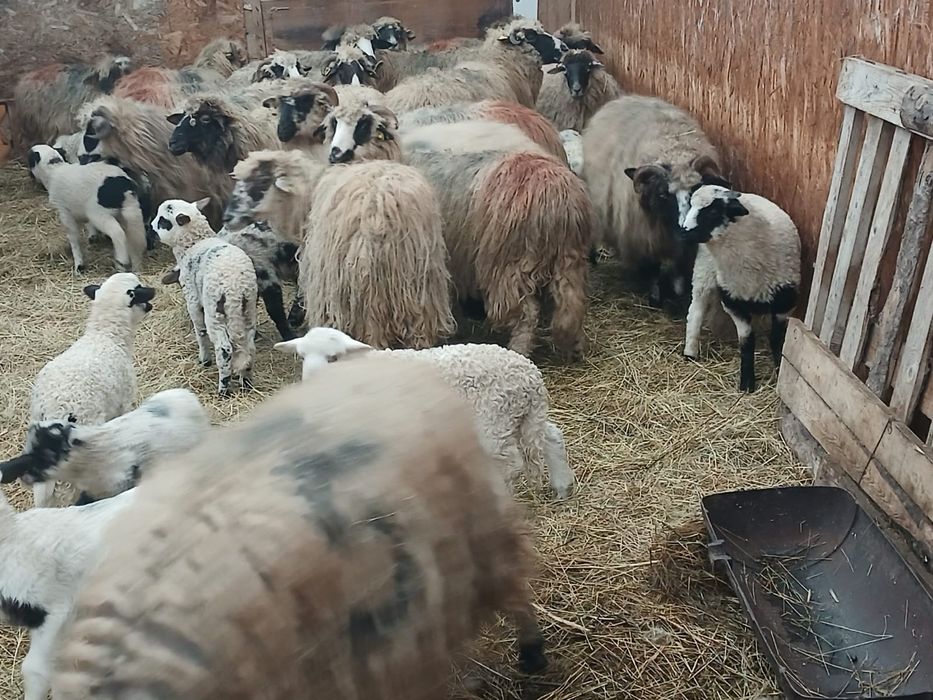 Vand 20 de oi cu miei