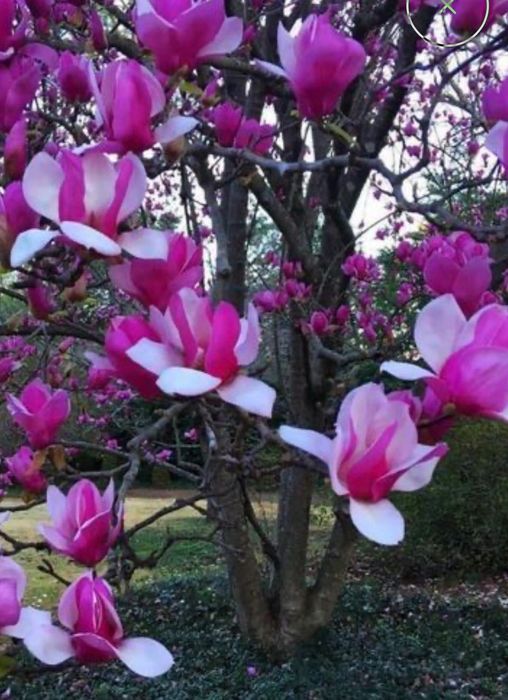 Vind magnolii sualogeana