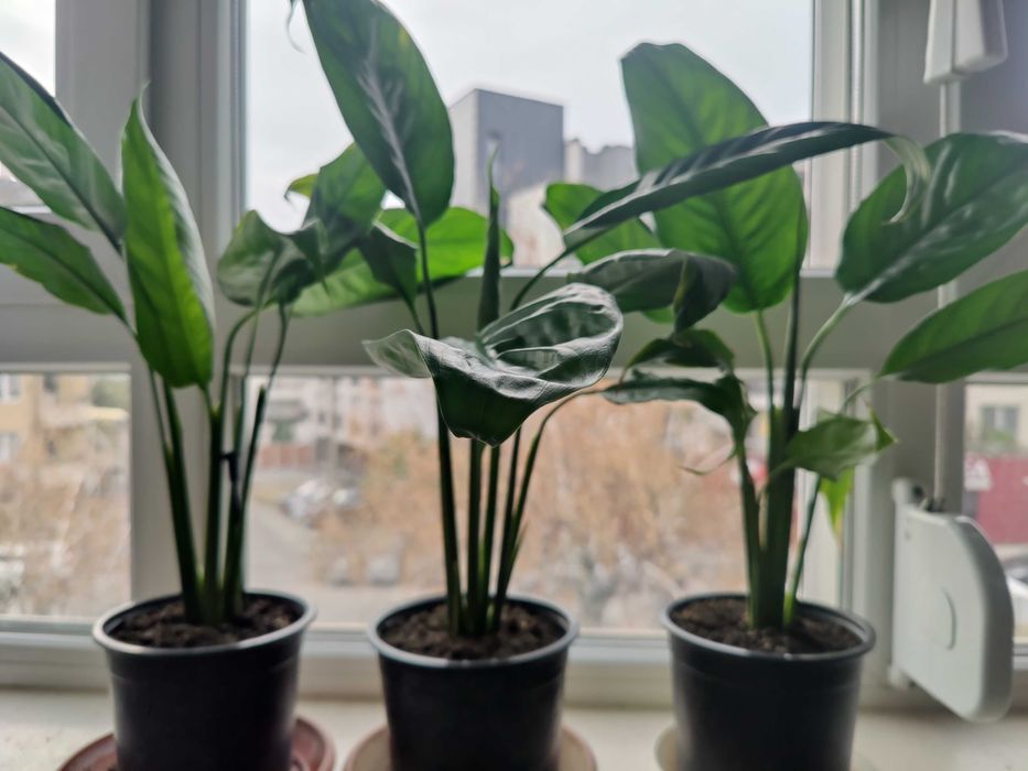 Продавам цветя Спатифилум - големи, преди пролетен цъфтеж