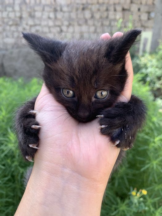 Котенок мальчик