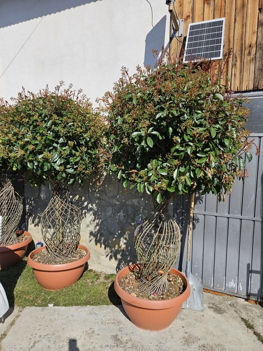 Laur bună photinia bonzai spirale yuca photinia