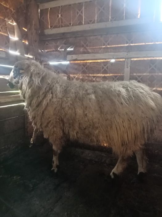 Продам кошкара на племя, монгол