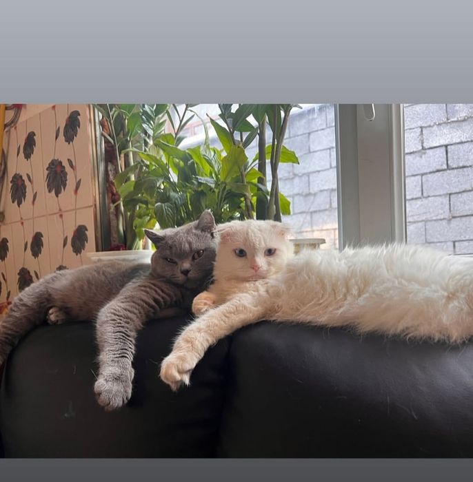 Вязка. Турецкая ангора. Вислоухий.