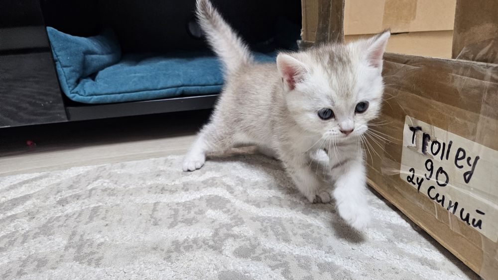 Котята шотландской породы