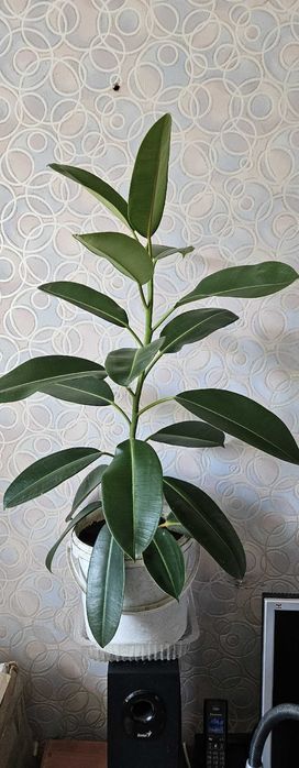 Комнатное растение Фикус