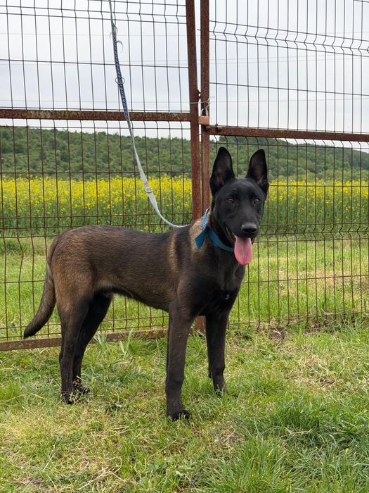 Mascul Ciobanesc Belgian Malinois
