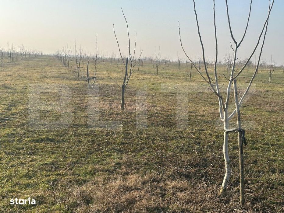 Ferma de nuci - teren agricol, zona Ivesti