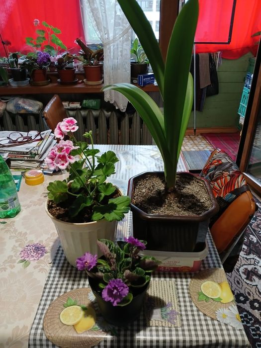 Цветя за дома 4 вида