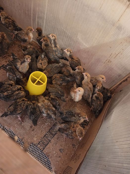 Продаются цыплята