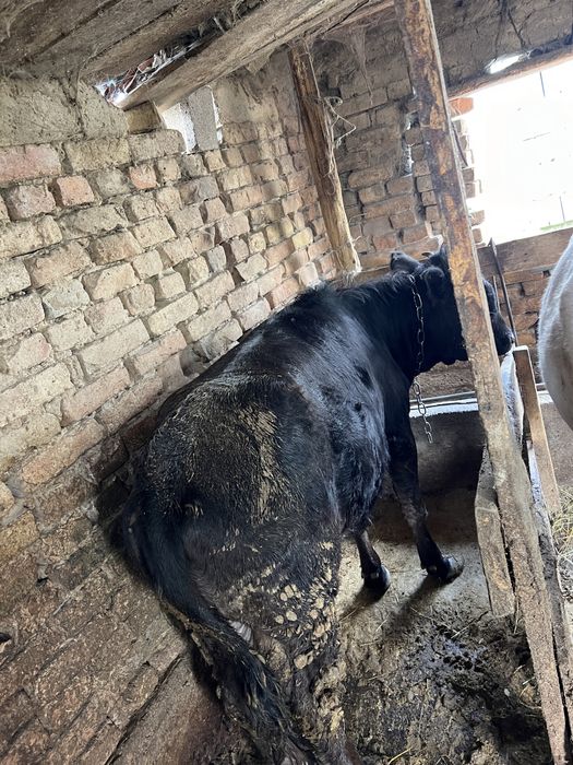 Телка породистая