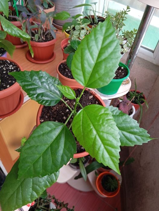 Продам комнатные растения
