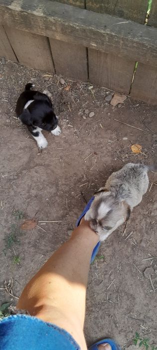 Donez metis 2 fetițe  gratis