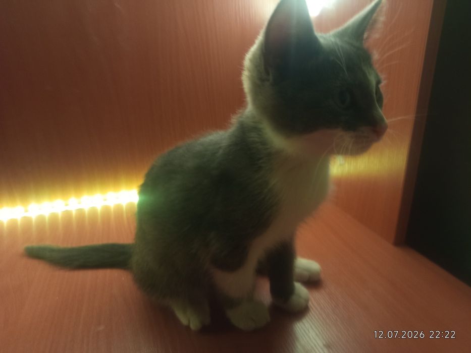 Отдаю котенка в добрые руки