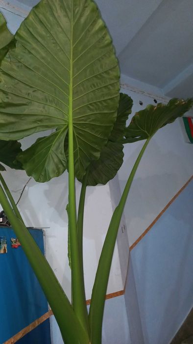 Най големият Трилистник в България.