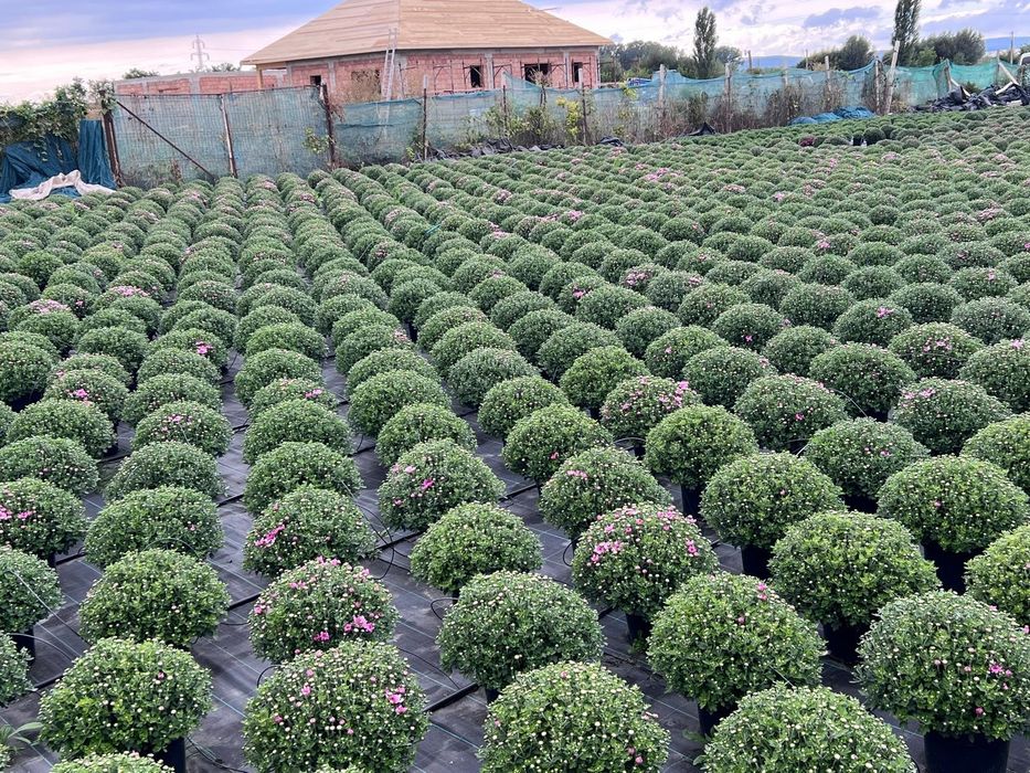 Vând crizanteme multiflora mari