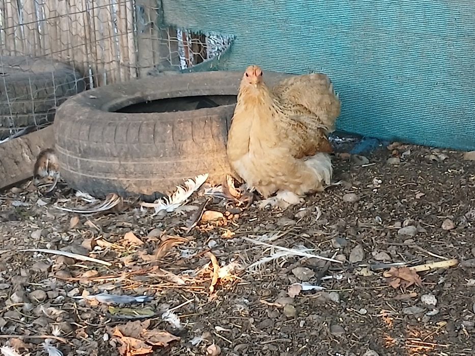 Găini cochinchina pitic