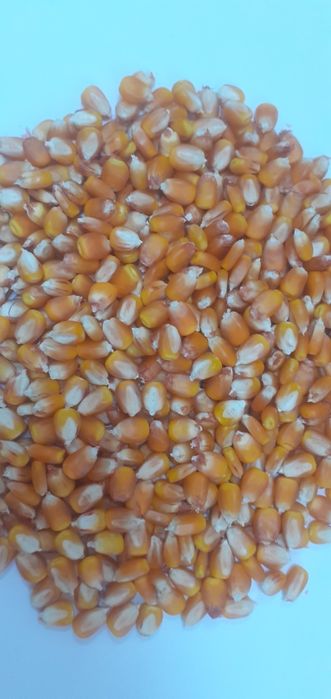 МАККАЖУХОРИ уруглик дони сотилади.