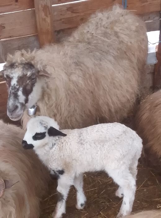 O oaie mai bătrână  ,  cu miel  berbecuț