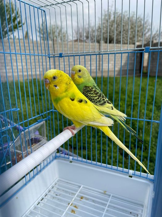 Попугай валнистые