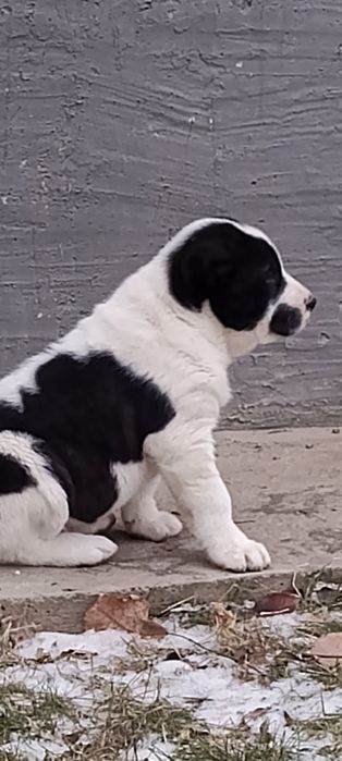 Продам щенков Алабая .